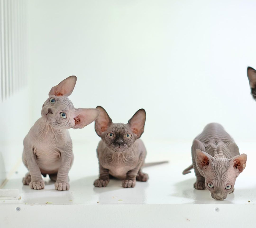 Sphynx kitten for sale Hairless cats for sale